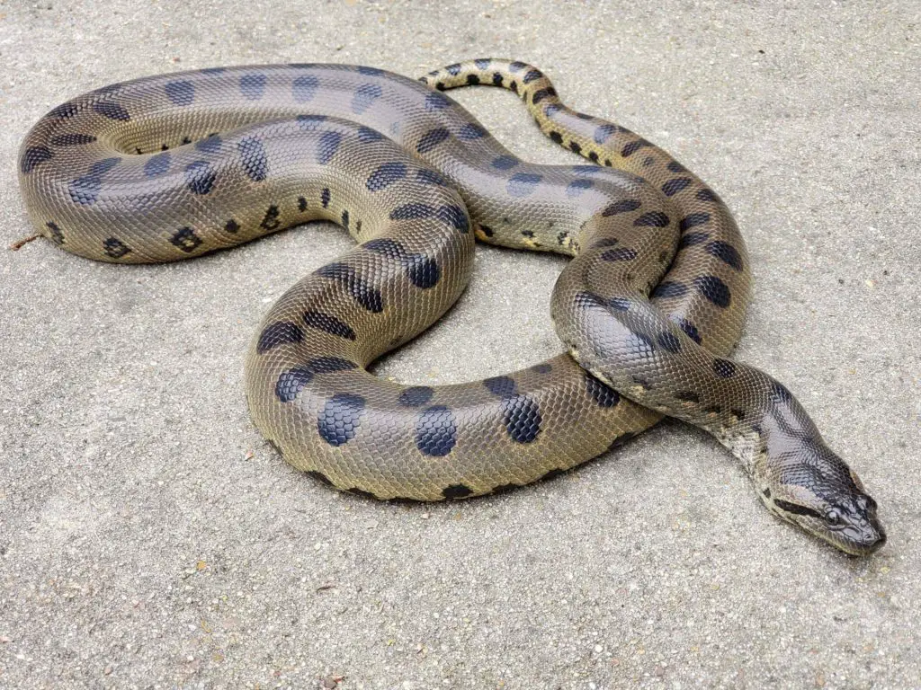 Green Anaconda Teeth