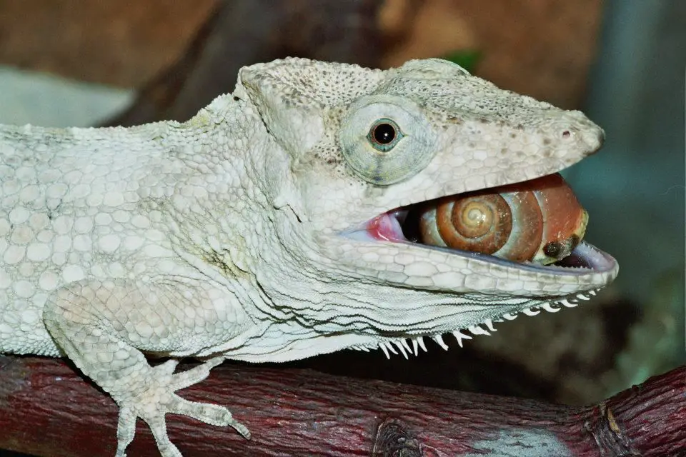 Can Cuban False Chameleons Eat Fruit?