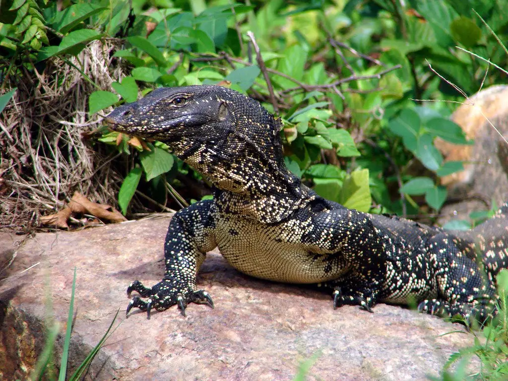 Asian Water Monitor Lizard Varanus Salvator