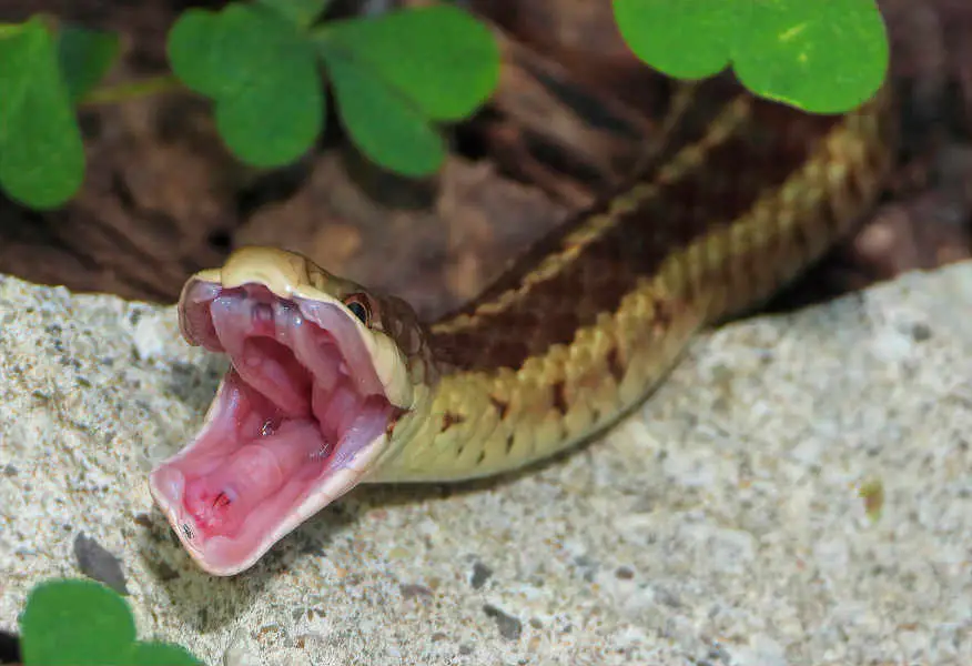 Do Snakes Have Teeth -
